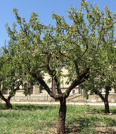 Mandľa sladkoplodá ´Filippo Ceo´